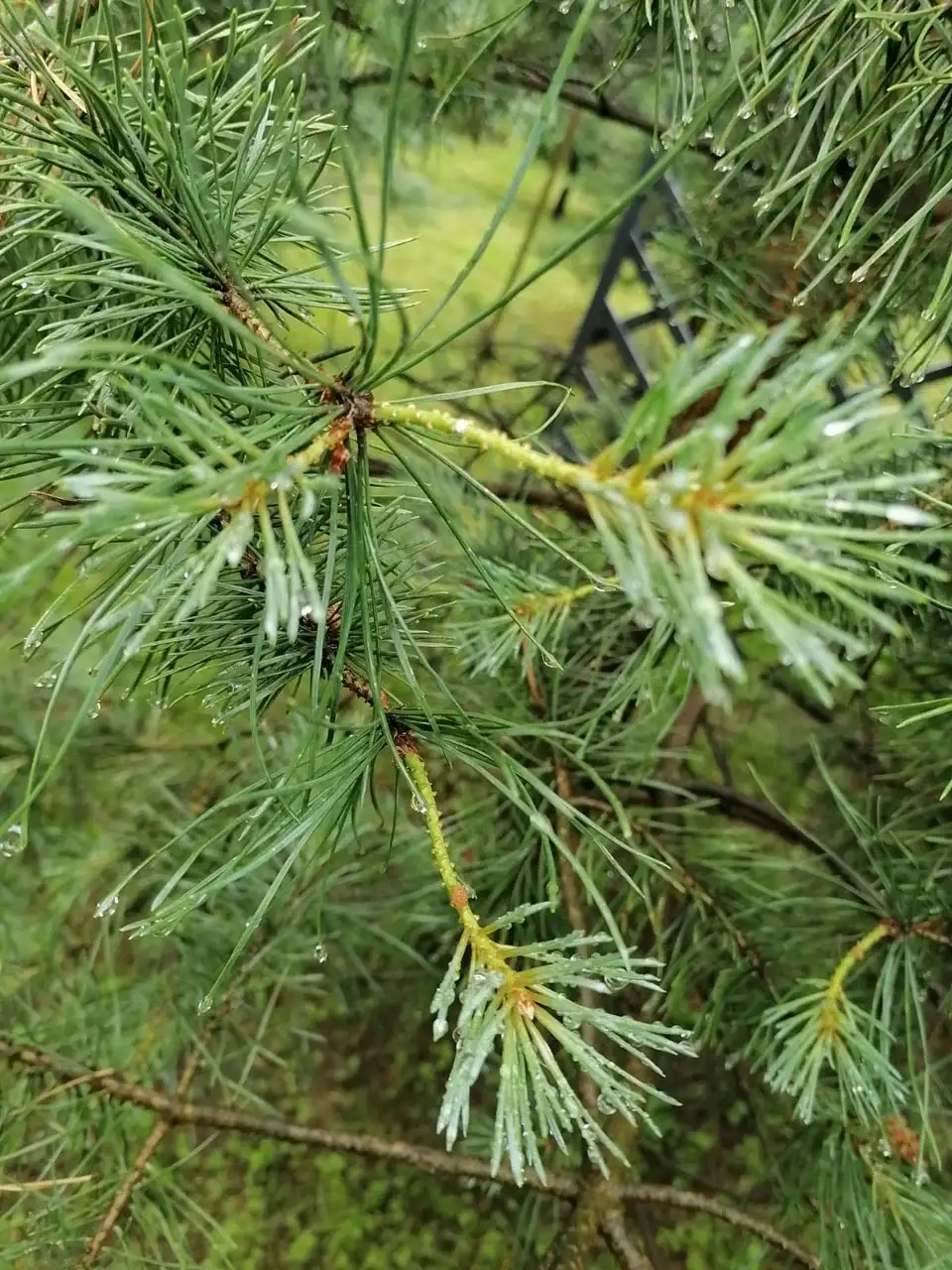 Диплодиоз сосны в г. Раменское